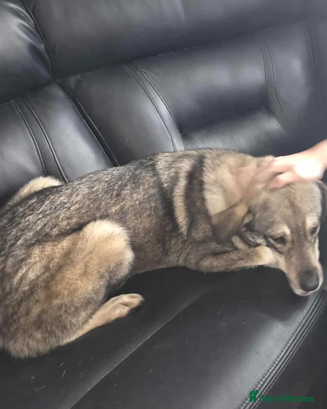 Mixed Breed dogs for adoption: Terrific Tulip - Advert 2