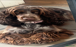 Cocker Spaniel dogs for sale: Litter of show type cocker spaniels  - Image 6