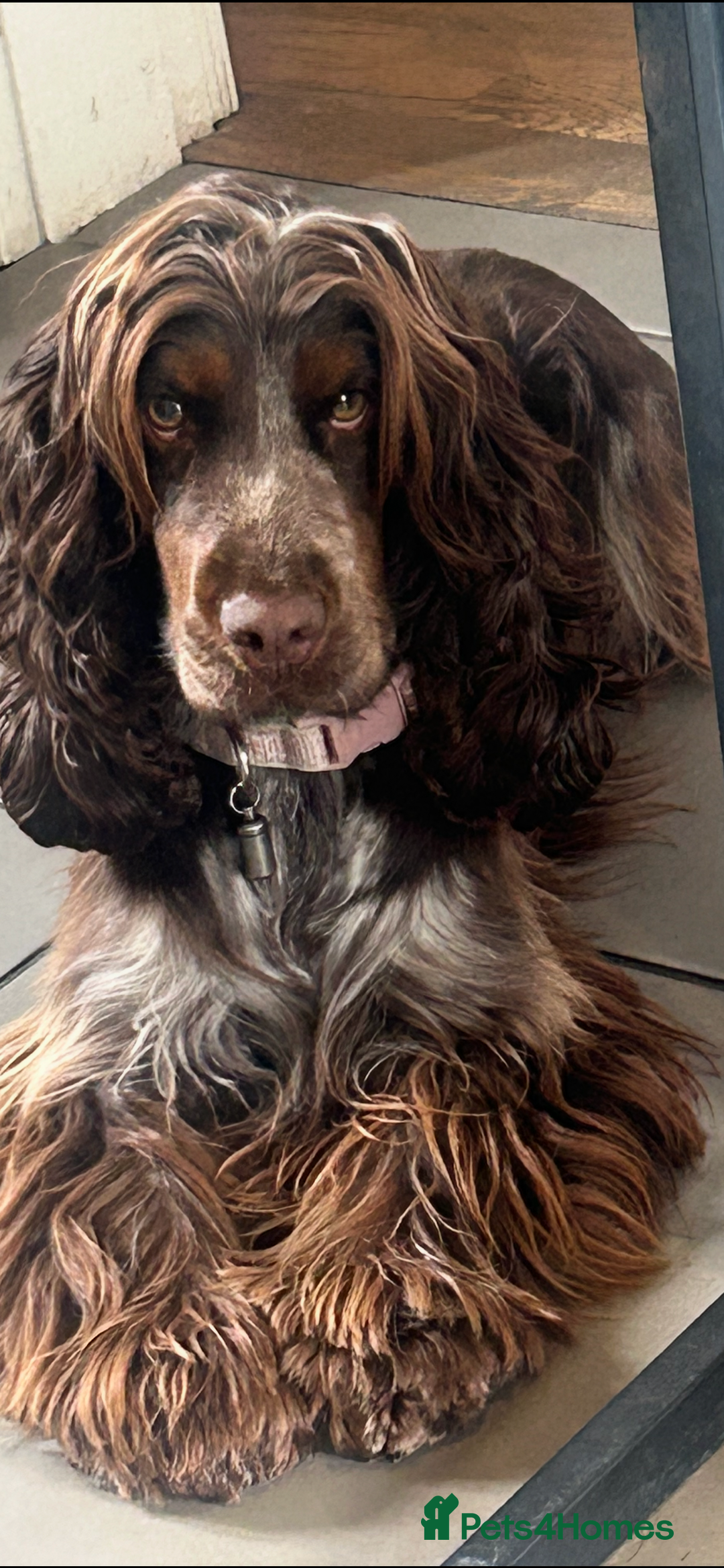 Cocker Spaniel dogs for sale: Litter of show type cocker spaniels  - Image 6
