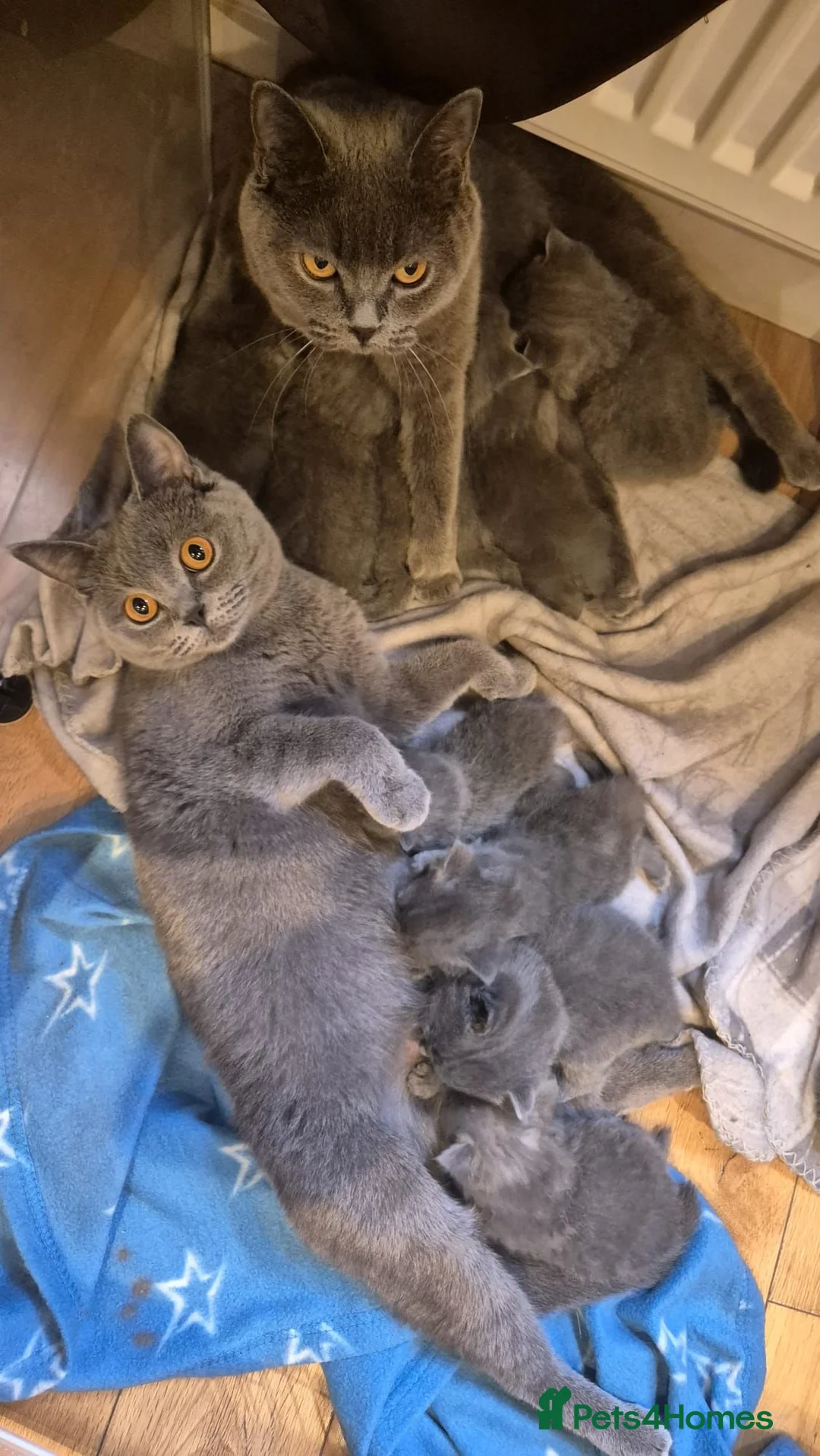 British Shorthair cats for sale: 8 Beautiful pure british shorthair /longhair - Advert 1
