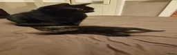 Mixed Breed cats for sale: Bengal X Russian blue kittens  in Eastbourne - Advert 17