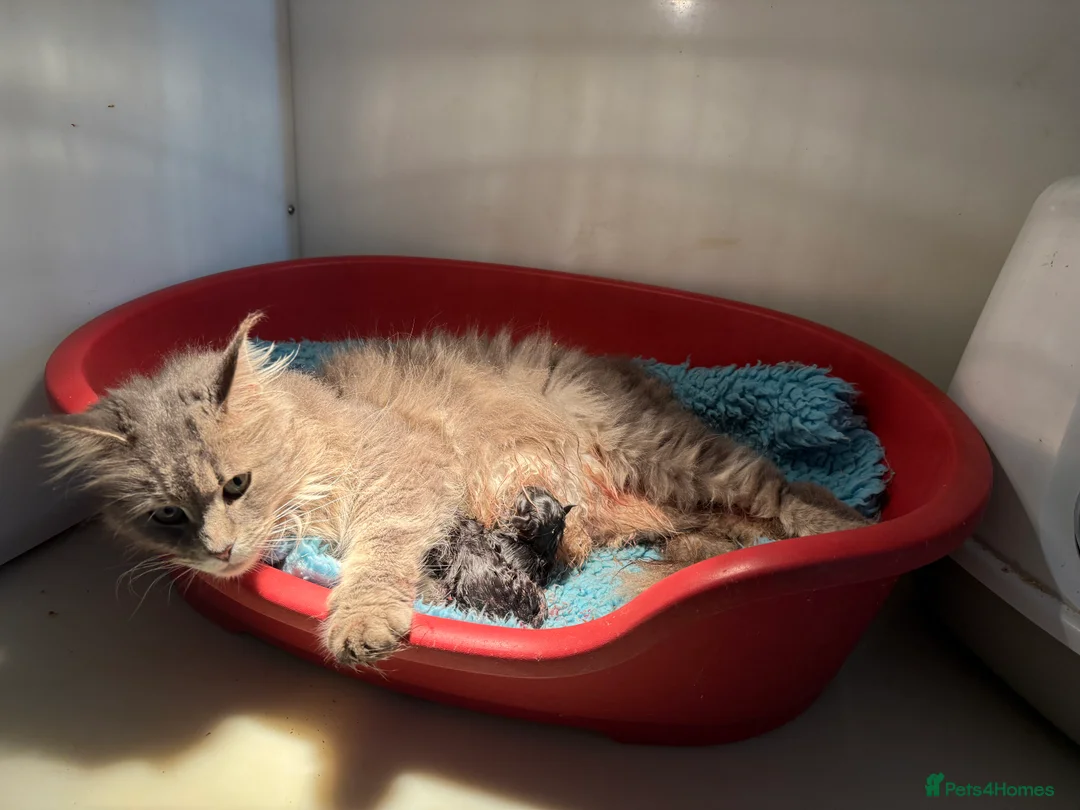 Maine Coon cats for sale: Stunning xl Maine coon kittens - Advert 3