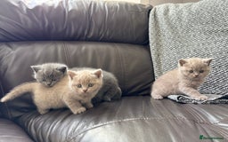 British Shorthair cats for sale: Gorgeous British Shorthair Kittens - Image 1