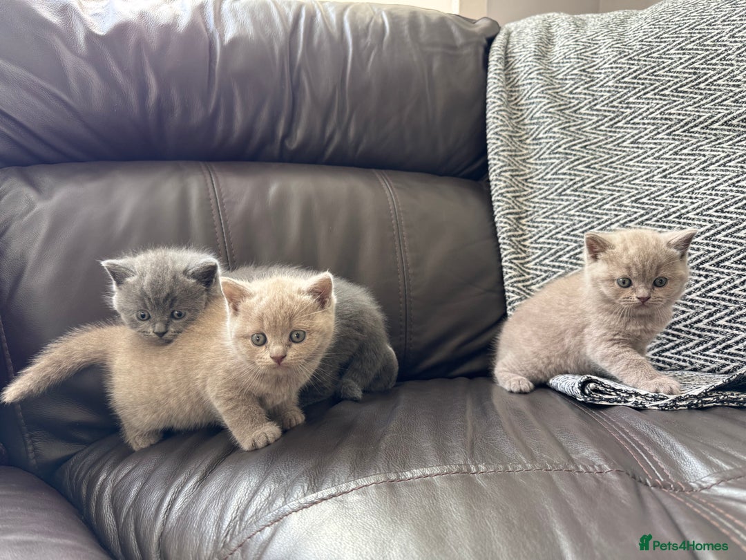 British Shorthair cats for sale: Gorgeous British Shorthair Kittens - Image 1