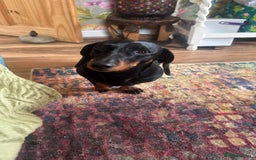 Miniature Dachshund dogs for sale: Beautiful miniature dauchounds for sale  - Image 9