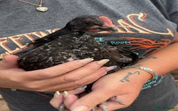 Chickens poultry for sale: Beautiful rare Norfolk grey cockerels - Image 3