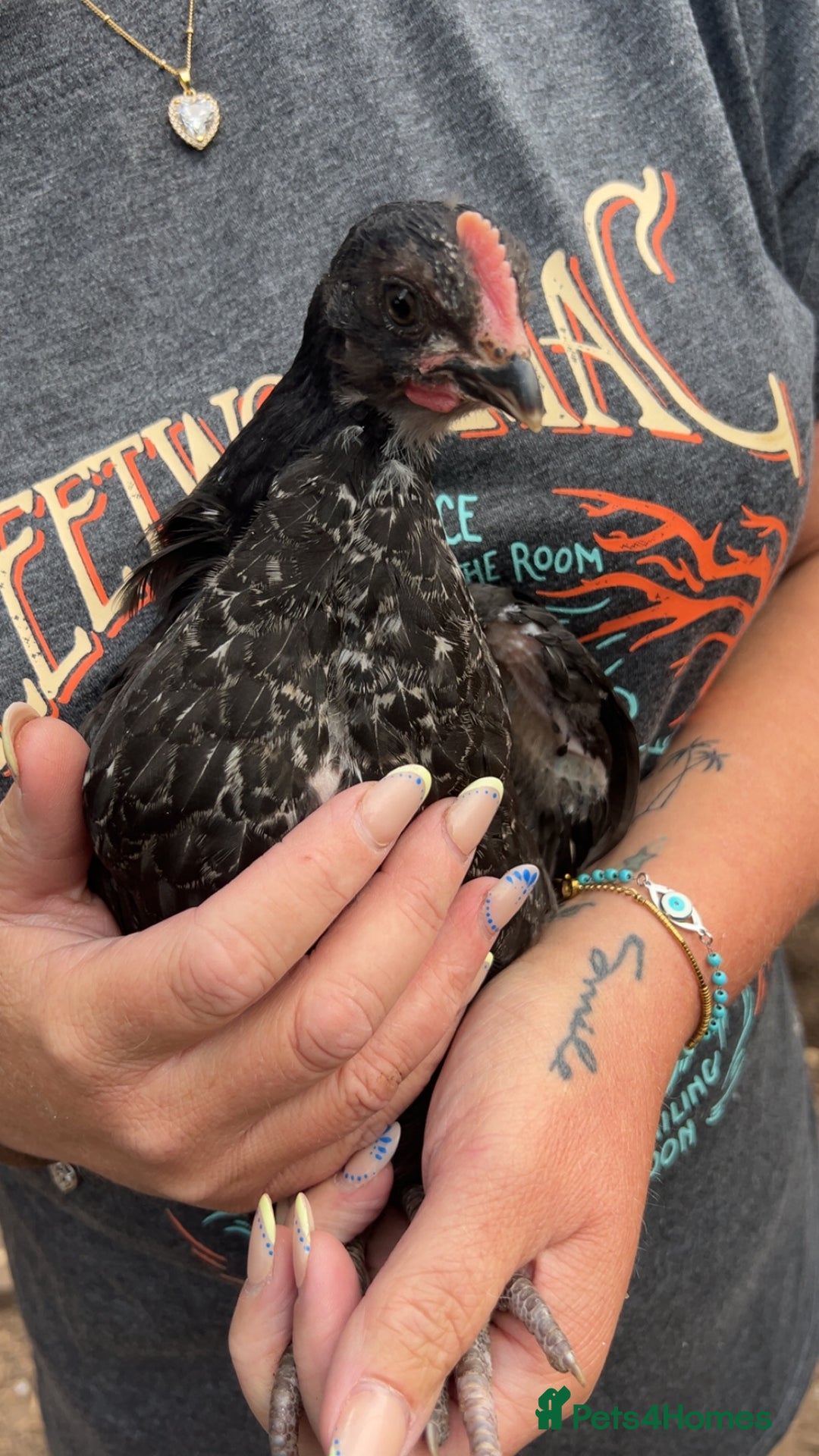 Chickens poultry for sale: Beautiful rare Norfolk grey cockerels - Image 3