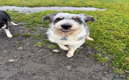 Border Collie dogs for sale: Border collie rehoming  - Image 6