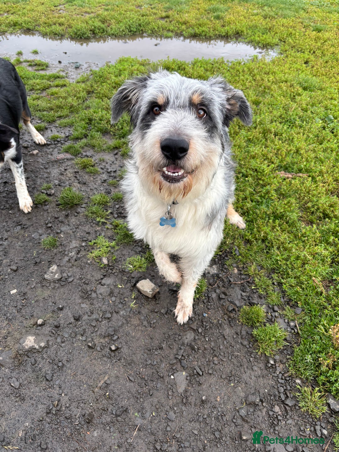 Border Collie dogs for sale: Border collie rehoming  - Image 6