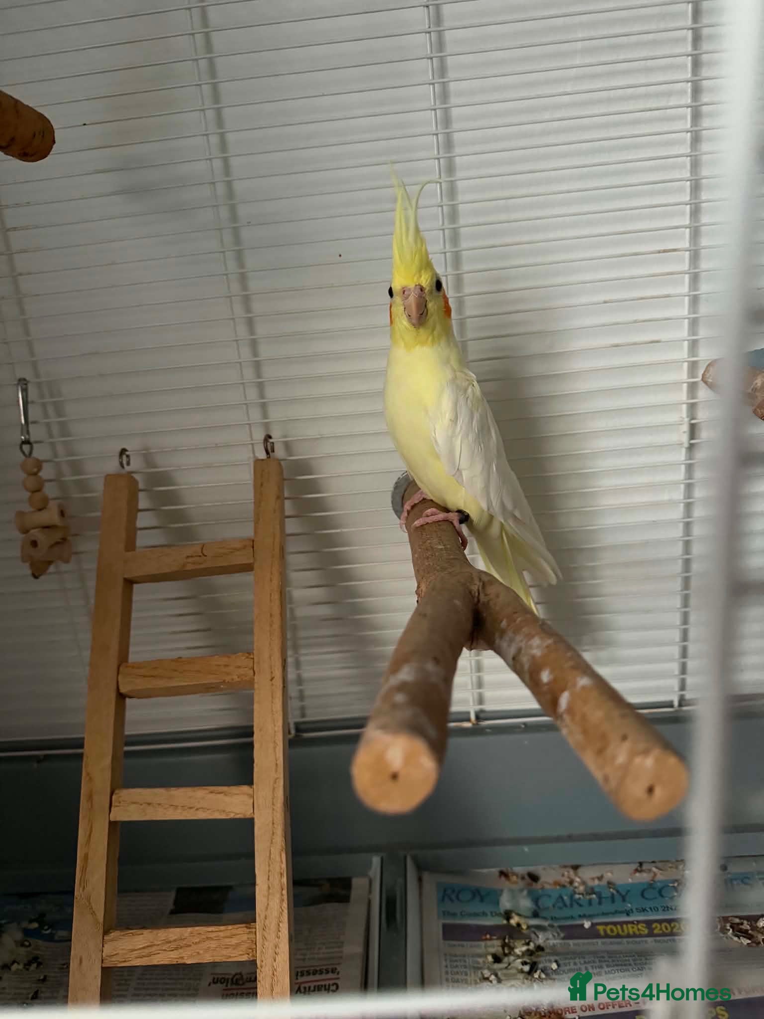 Cockatiels birds Cockatiel and cage  - Advert 2