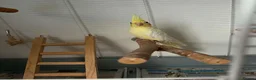 Cockatiels birds for sale: Cockatiel and cage  - Advert 1