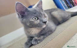 Ragdoll cats for sale: Beautiful Ragdoll ready to leave - Image 1