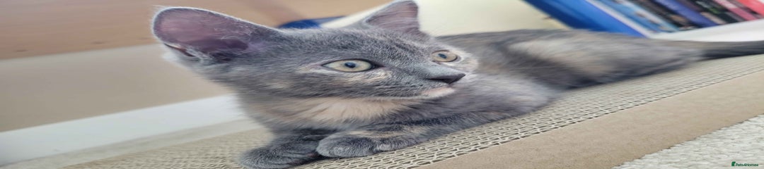 Ragdoll Kitten 1