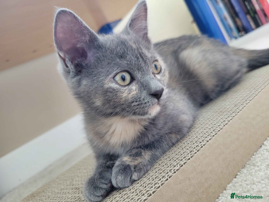 Ragdoll cats for sale: Beautiful Ragdoll ready to leave - Image 1