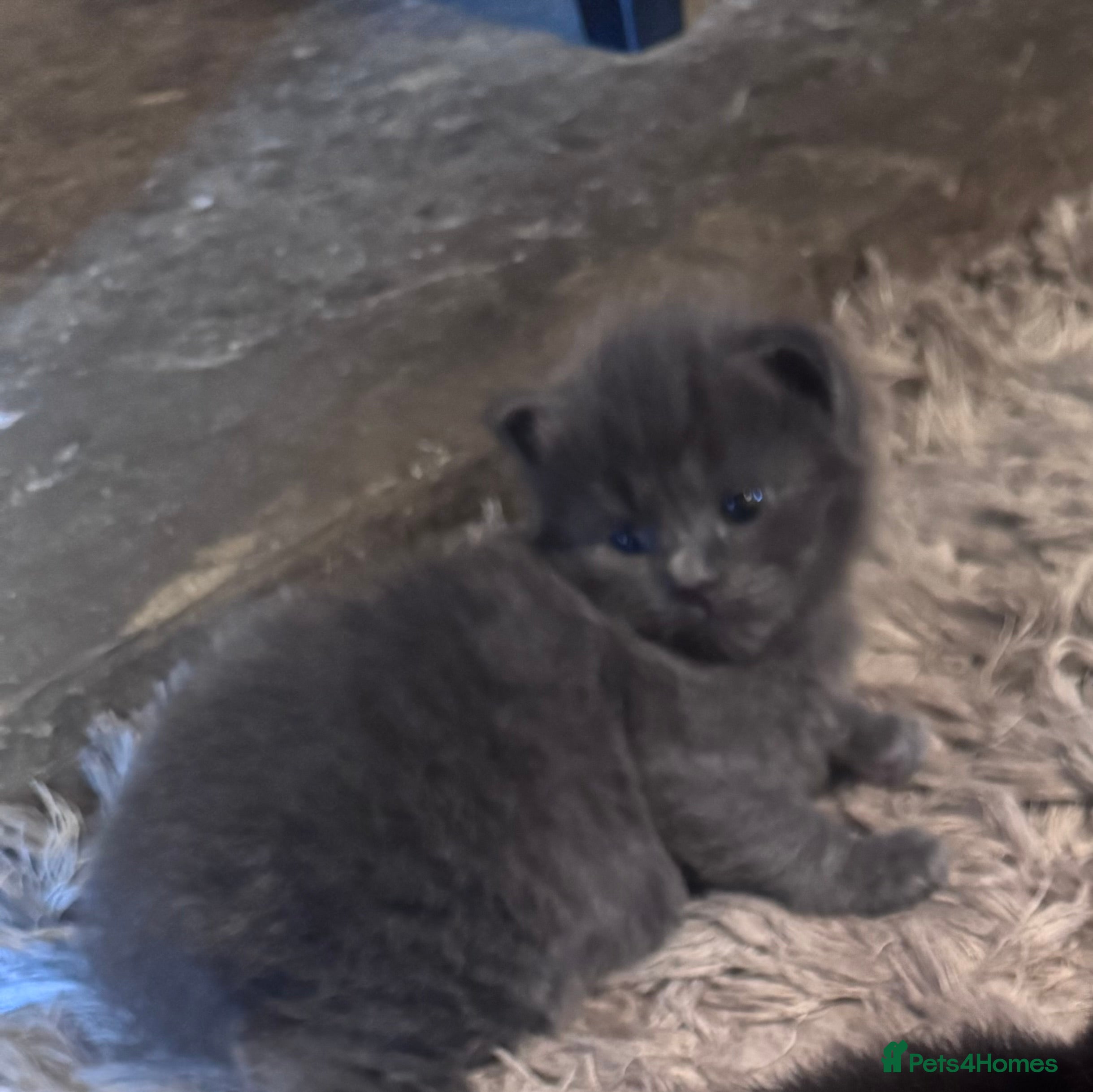 Mixed Breed cats Persian X Maincoon X Nebelung - Advert 2