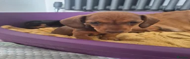Dachshund 2 GIRL light brown