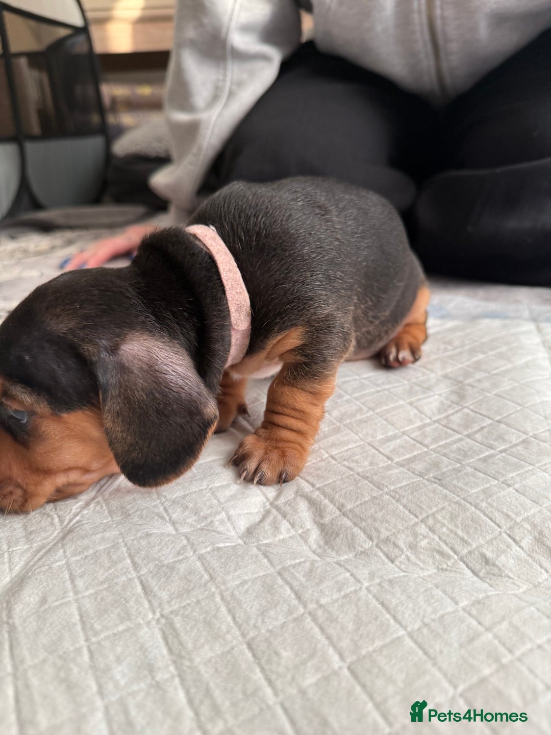 Miniature Dachshund dogs for sale: Miniature Dachshund's   - Advert 30
