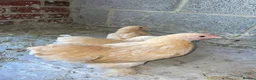 Chickens poultry for sale: Lemon peking and mottled Brahmas  - Advert 3