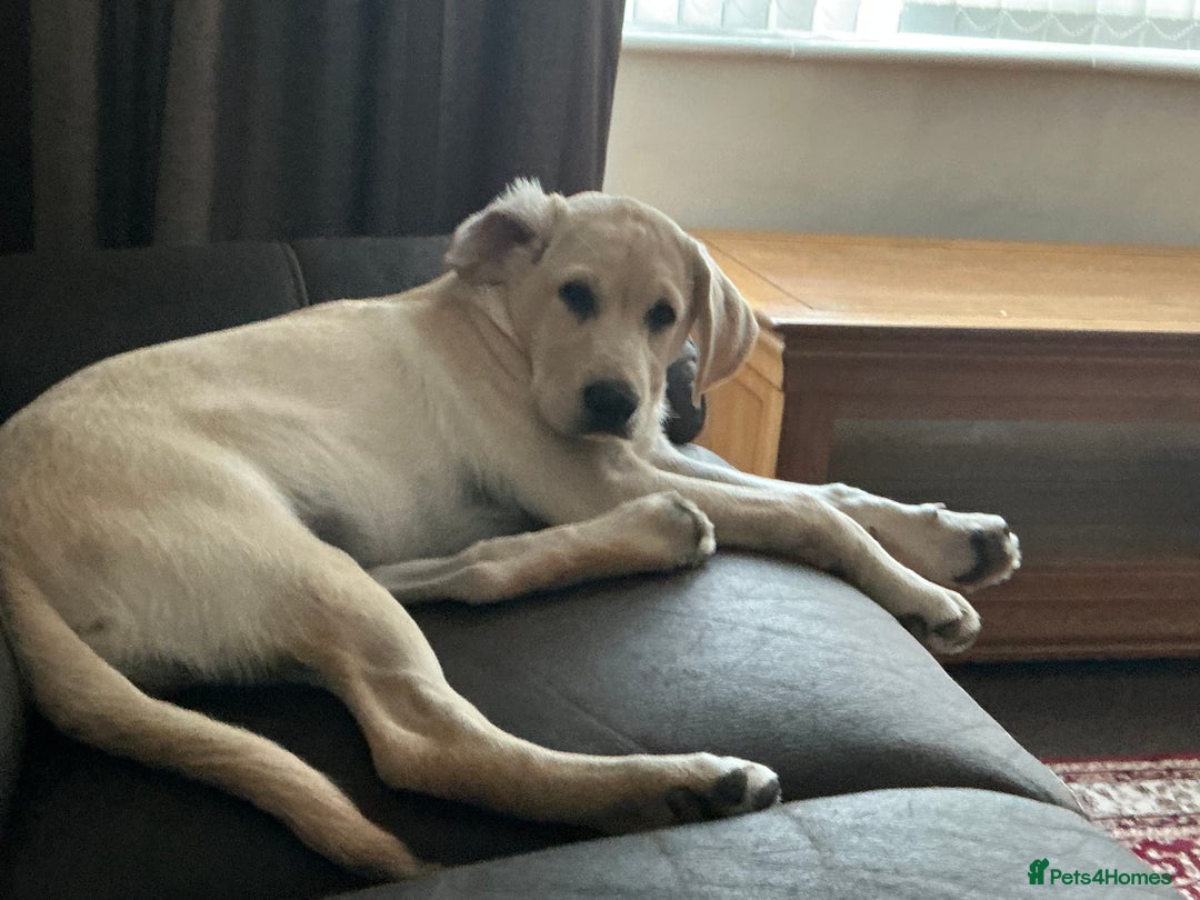 Labrador Retriever dogs for sale: Labrador retriever  - Image 1