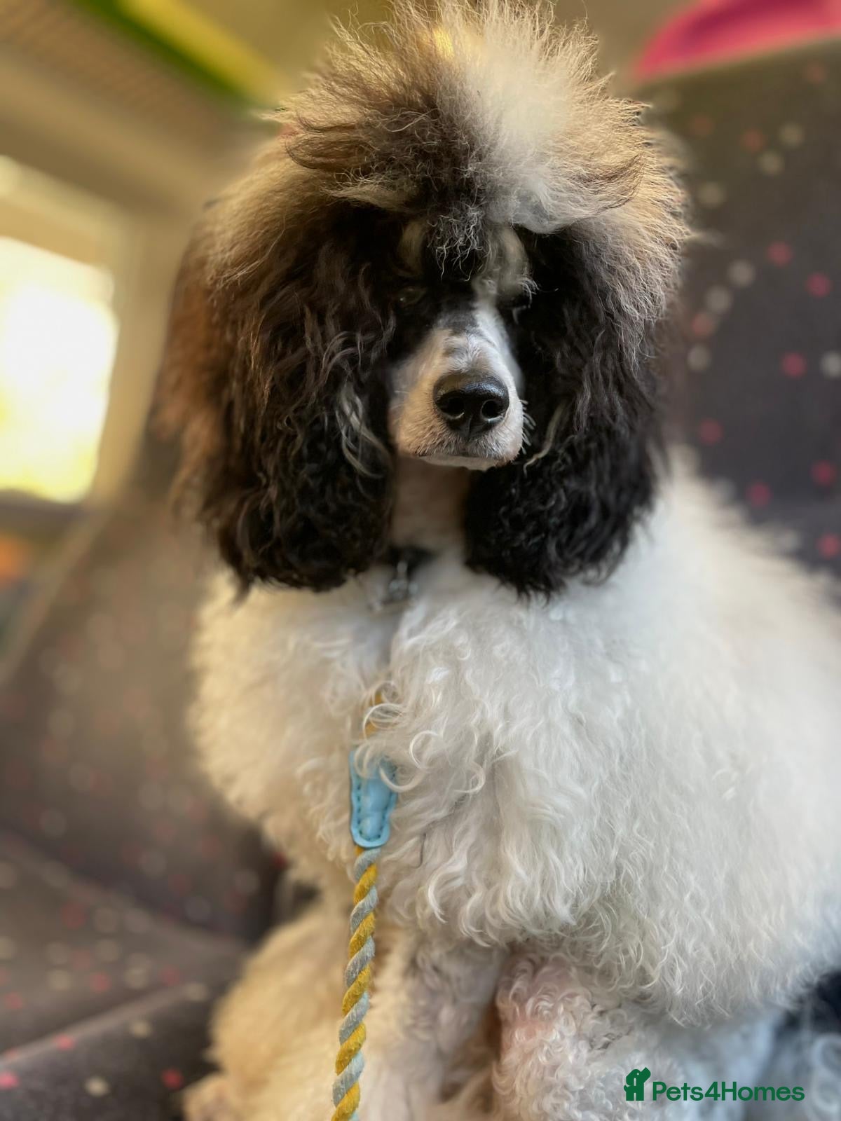 Miniature Poodle dogs Parti poodle for stud  - Advert 10