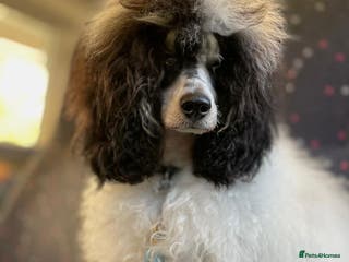 Miniature Poodle dogs Parti poodle for stud - Advert 22