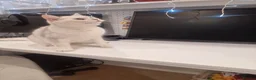 British Shorthair cats for sale: Amasing boy British Shorthair Silver Chinchilla  - Advert 8