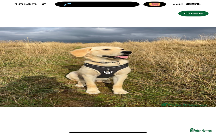 Golden Retriever dogs - Advert 8