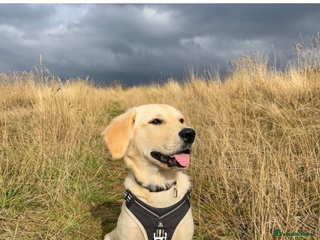 Golden Retriever dogs - Advert 15