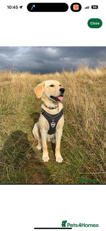Golden Retriever dogs - Advert 15
