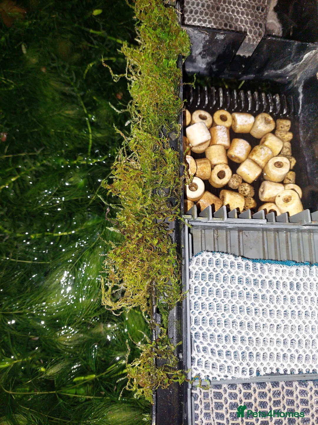 Other/Mixed Breed fish for sale: 10-year established jungle tank due t  in Hove - Advert 9