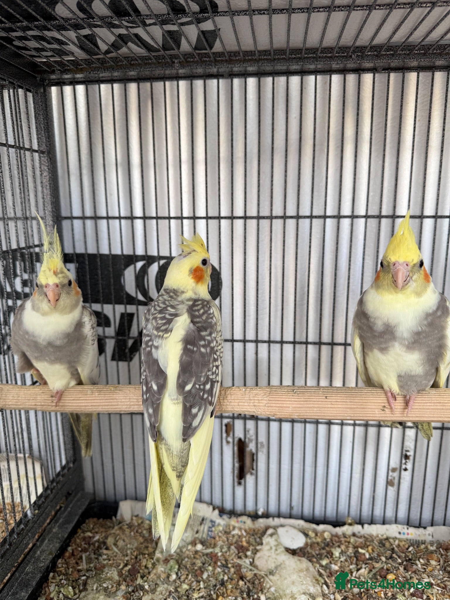 Cockatiels birds Cockatiels / White Albino Cockatiel female. - Advert 5
