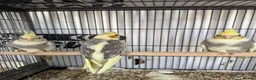 Cockatiels birds for sale: Cockatiels / White Albino Cockatiel female. - Advert 1