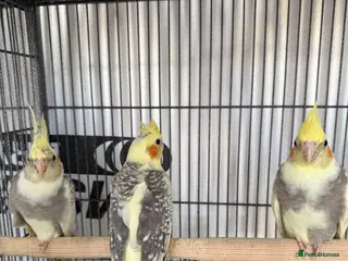 Cockatiels birds Cockatiels / White Albino Cockatiel female. - Advert 5