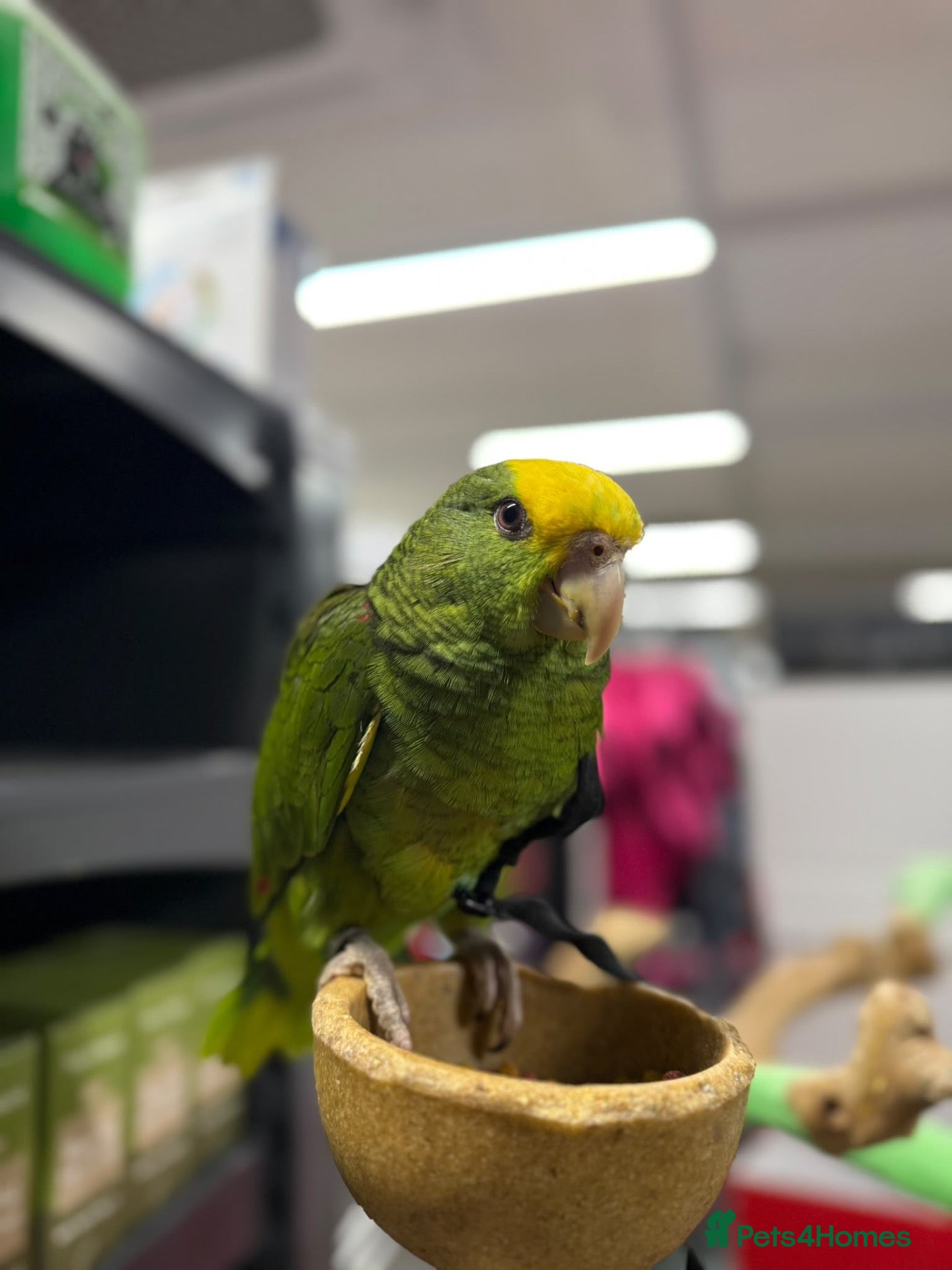 Parrots birds Gorgeous baby hand reared Double Yellow Amazon - Advert 2
