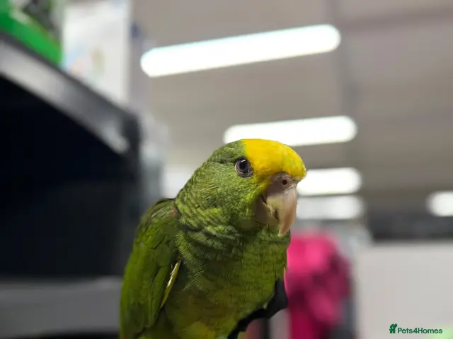 Parrots birds for sale: Gorgeous baby hand reared Double Yellow Amazon - Advert 2