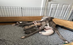 Whippet dogs for sale: Kc reg whippets  - Image 1