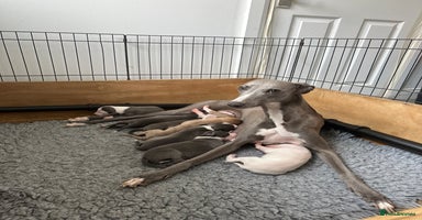 Whippet dogs - Advert 3