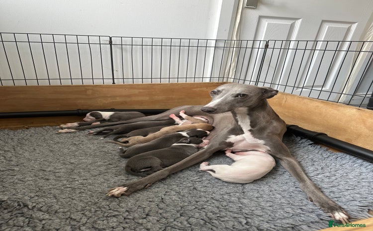 Whippet dogs - Advert 1