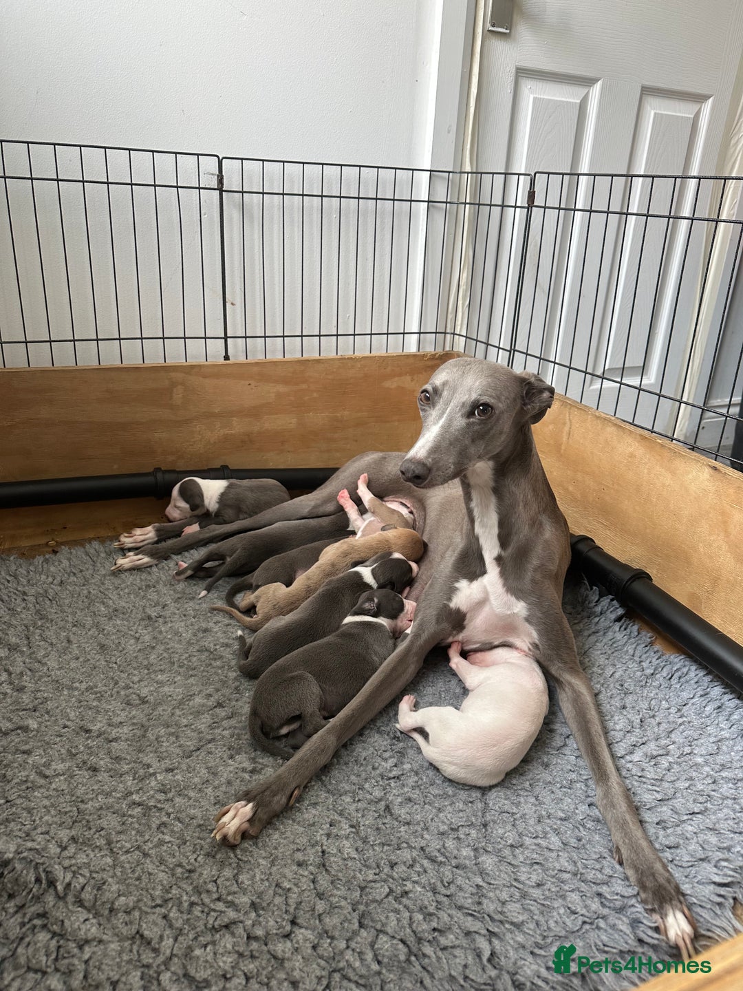Whippet dogs for sale: Kc reg whippets  - Image 1