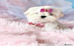 Maltese dogs for sale: 💎 KC Korean Maltese Girls 💎 DNA tested parents. in Leven - Image 4