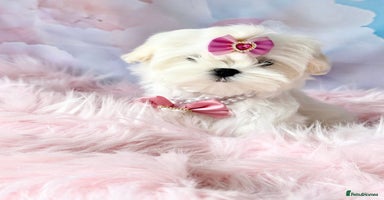 Maltese dogs in Leven - Advert 5