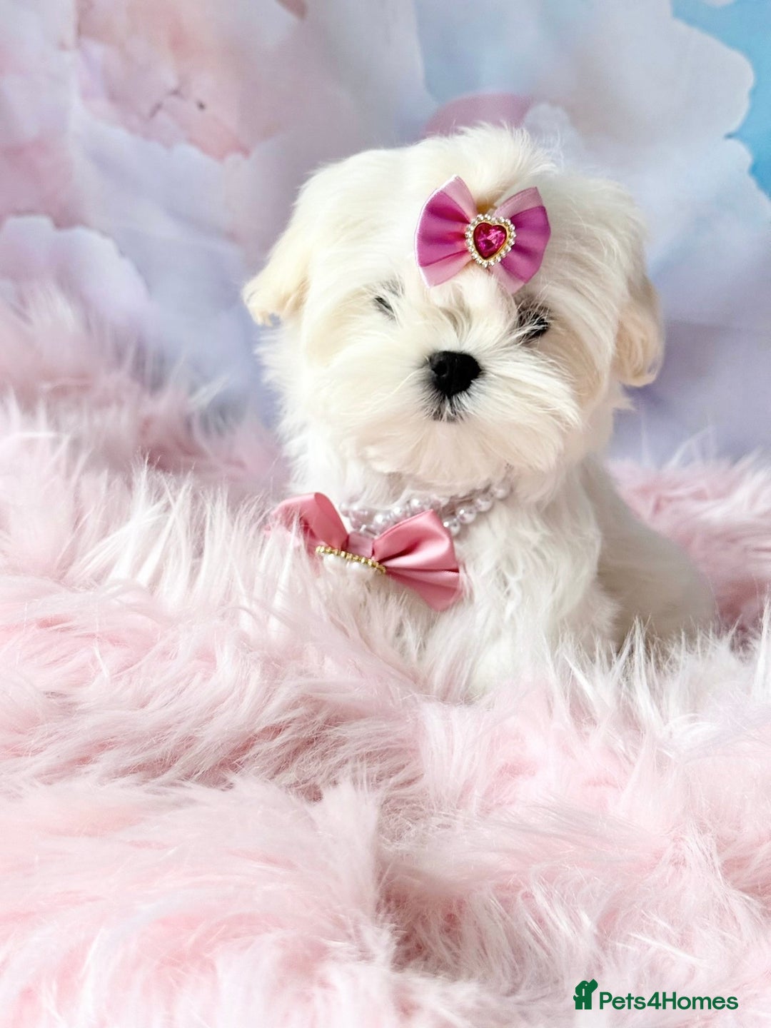 Maltese dogs for sale: 💎 KC Korean Maltese Girls 💎 DNA tested parents. in Leven - Image 4