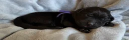 Goldador dogs for sale: Beautiful Goldador Puppies - Advert 20