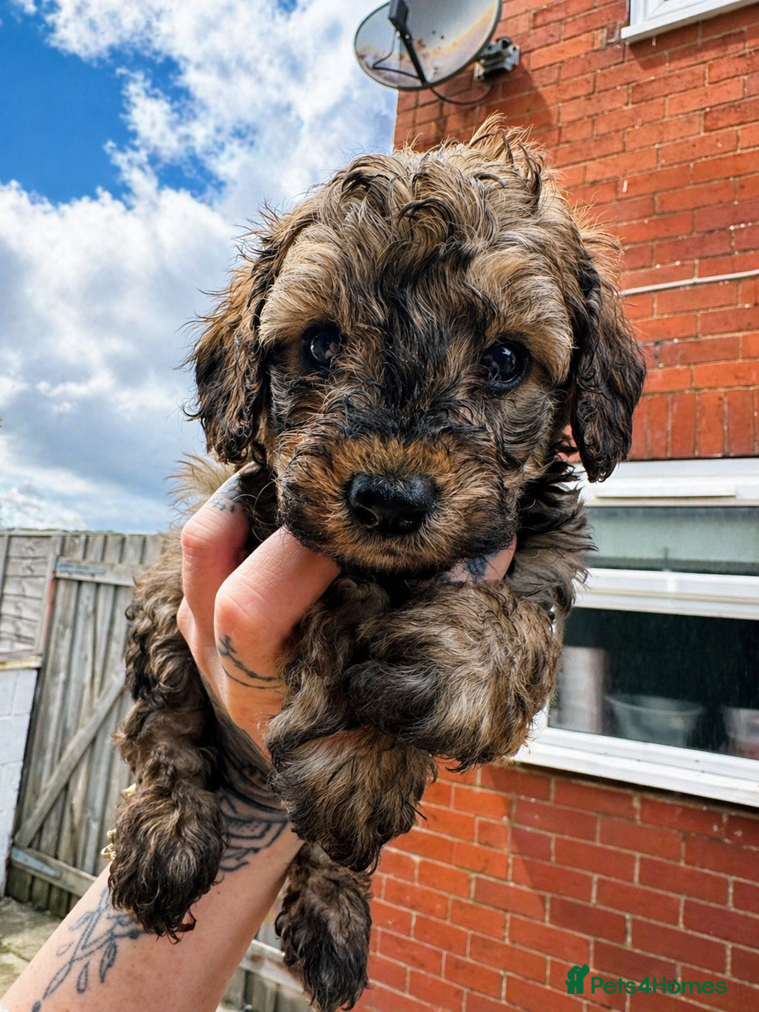 Miniature Poodle dogs Beautiful Mini Toy Poodle Puppies Family Raised 🐾 - Advert 5