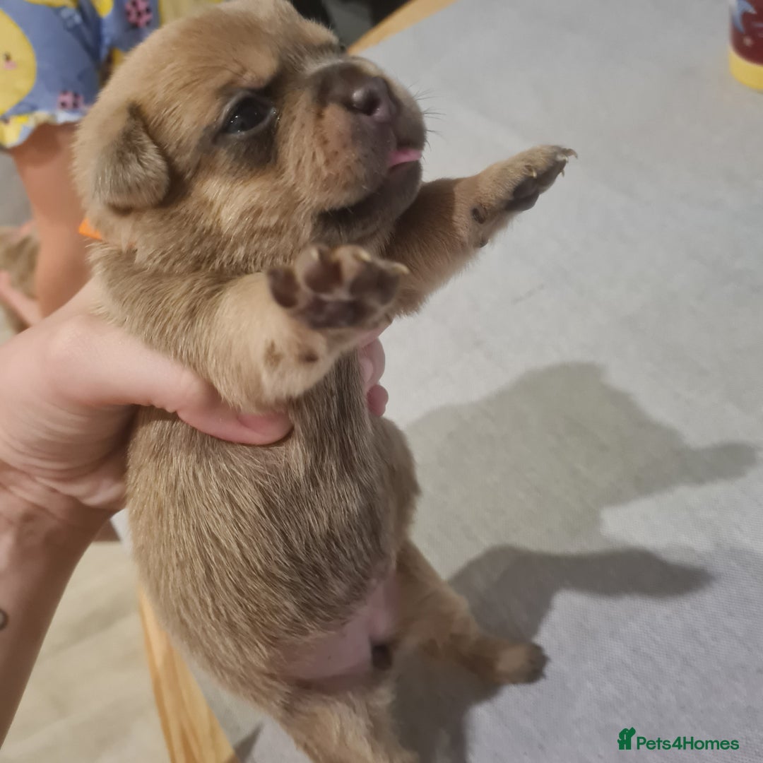 Mixed Breed dogs for sale: French bull weinners  - Image 6