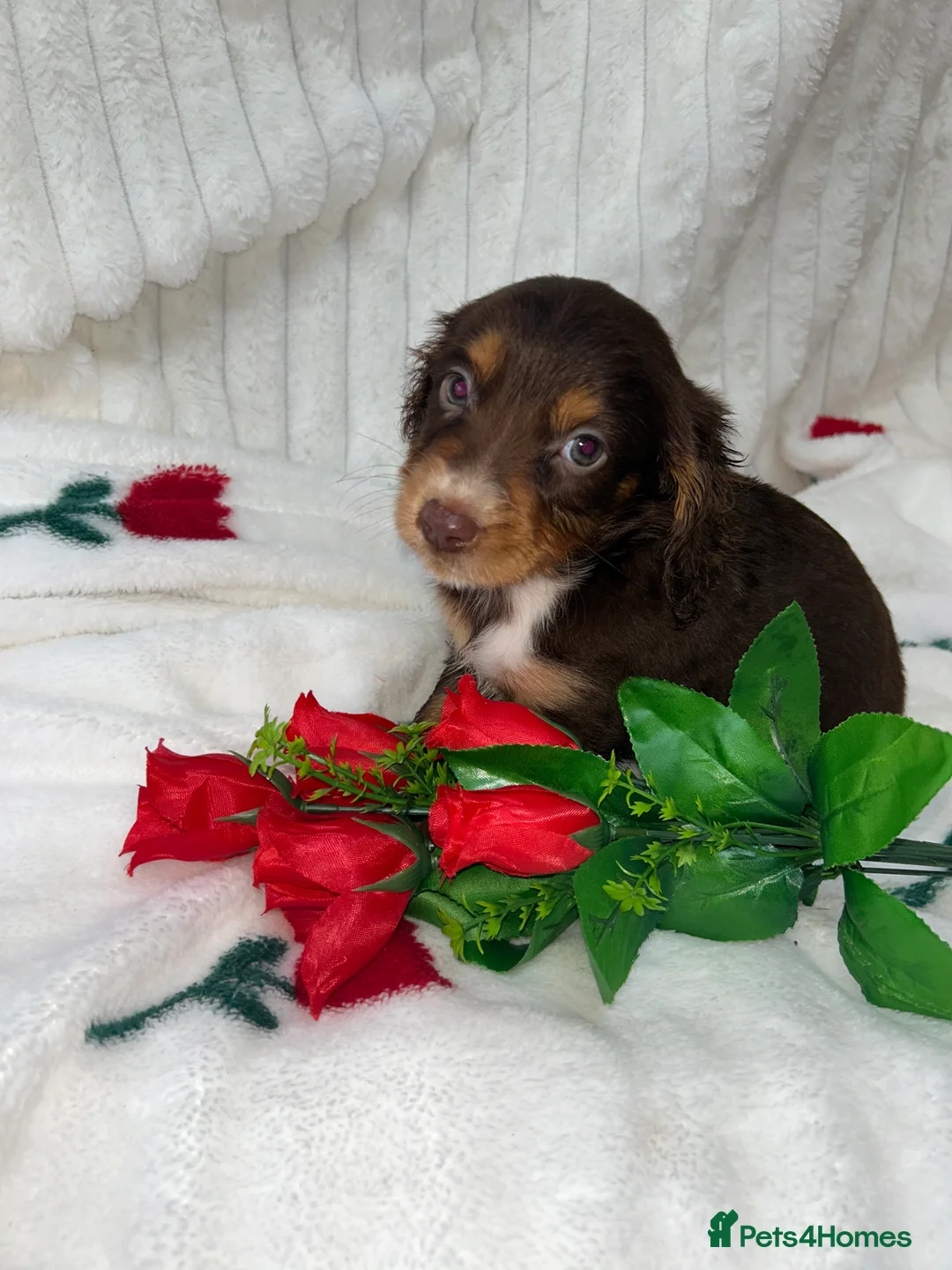 Miniature Dachshund dogs for sale: Miniature dachshund  - Advert 5