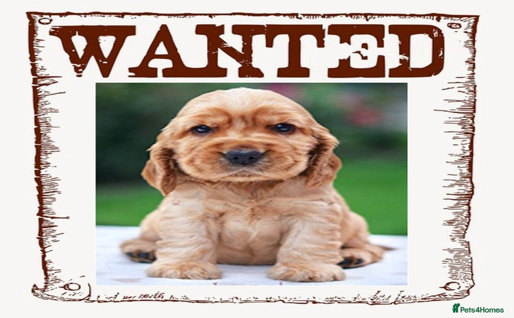 Cockapoo dogs - Advert 2