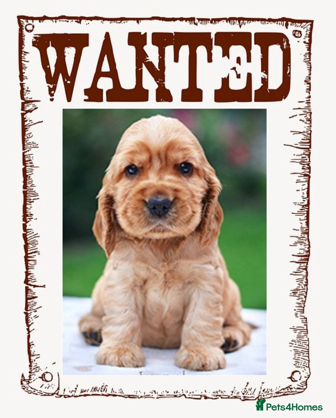 Cockapoo dogs for sale: Looking for a Cockapoo or small - medium sized dog - Image 1