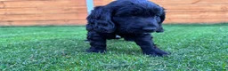 Mixed Breed dogs for sale: Beautiful Schnoodle Babies 🐾🐾🐾 - Advert 23