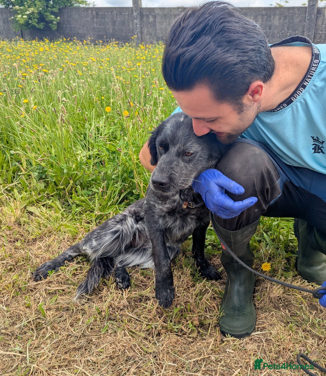English Setter dogs for adoption: Pili  - Image 4